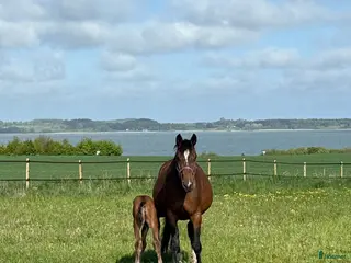 hästar Avelssto e. Berlin till salu hoppning i Skævinge kommun - Annons 8
