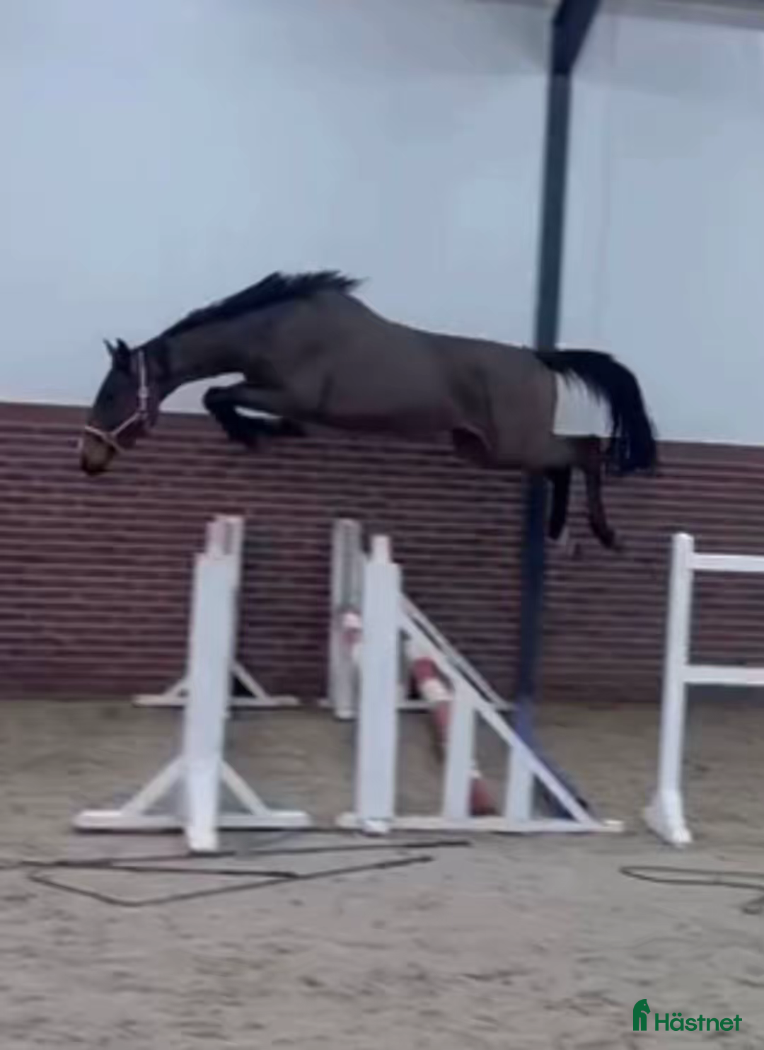  hästar Grandorado TN x Dominantor 2000 Z -22 i Kristianstad - Annons 1