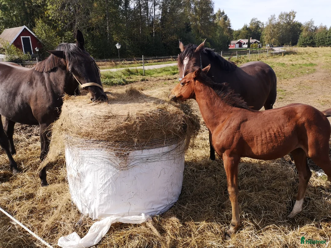Hoppning hästar till salu: Avelssto i Uråsa - Annons 3