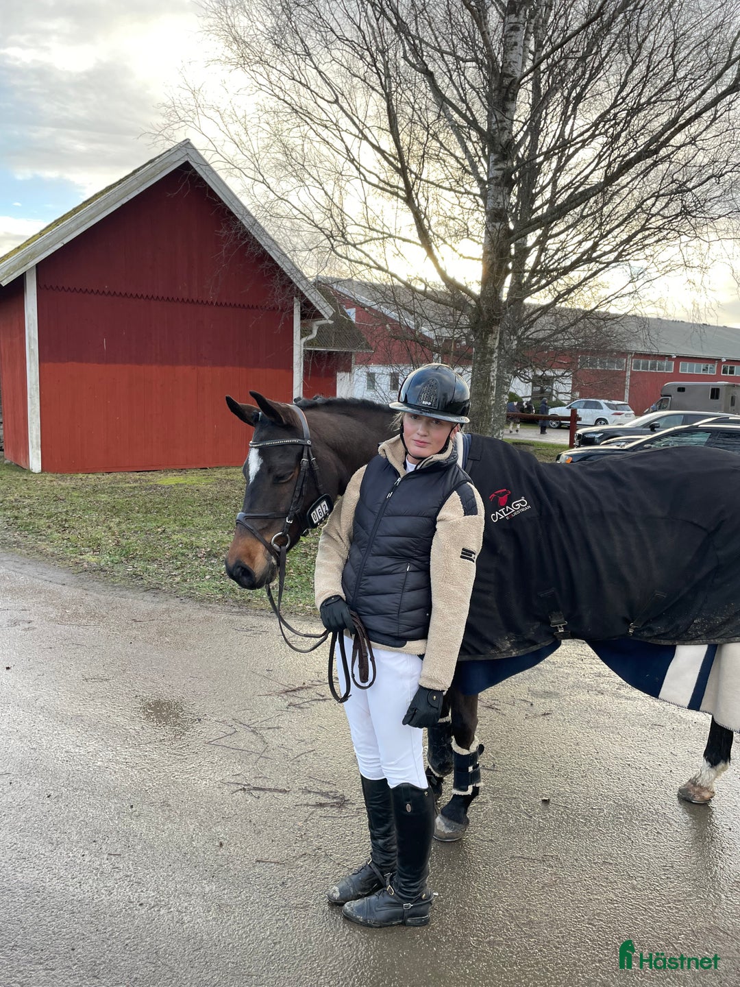 Allround hästar till salu: Läromästare och bästa vän! i Kungsör - Annons 2