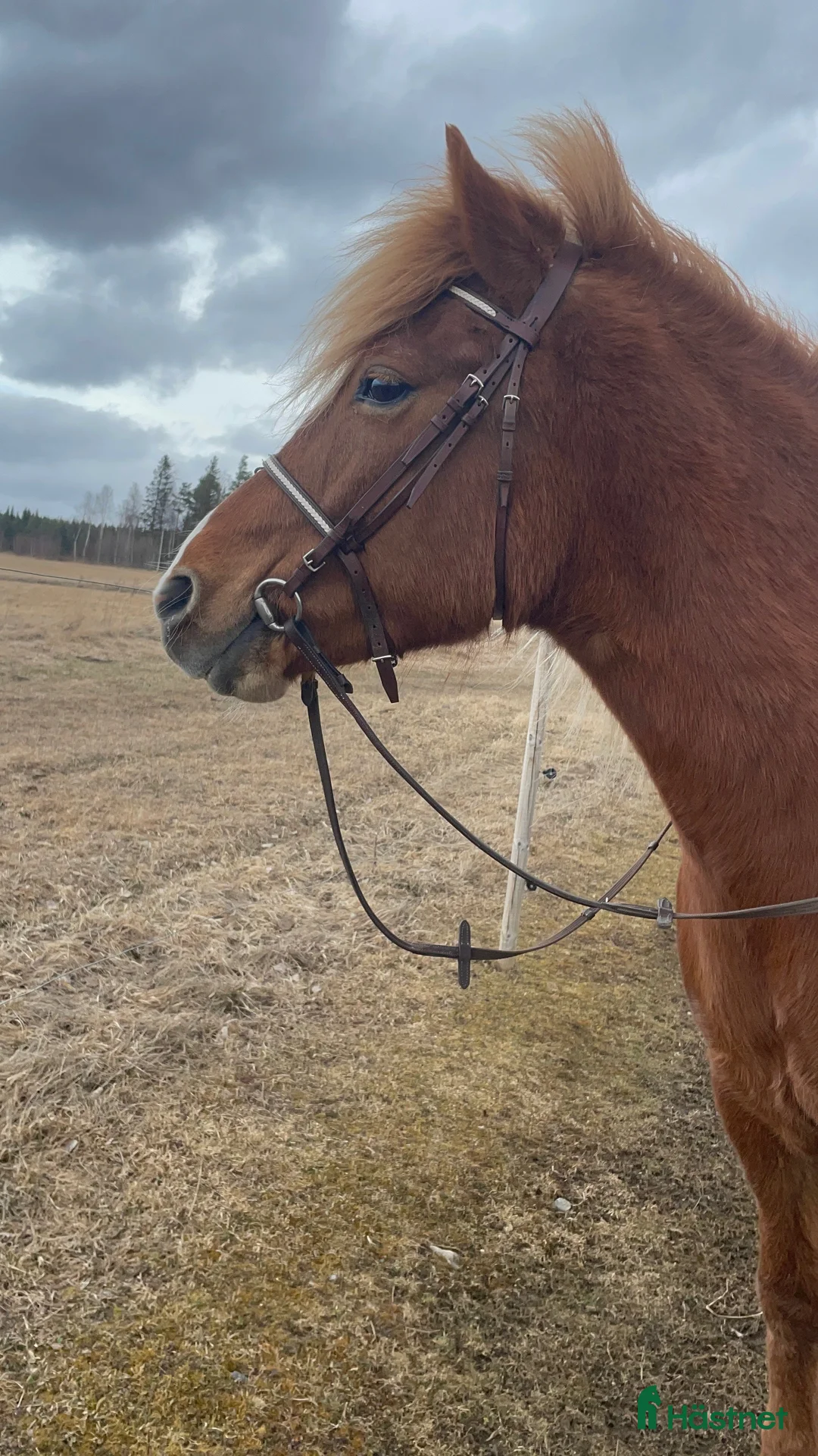 Island hästar till salu: Islandssto triangelmärkt i Orrviken - Annons 4