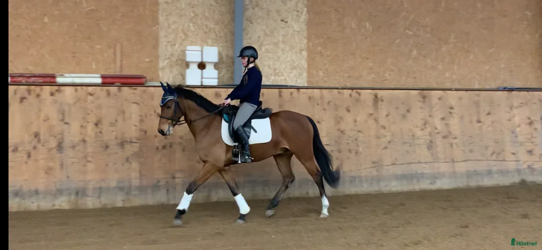 Allround hästar till salu: Lovande allroundponny söker 5 stjärnigt hem ✨ - Annons 8