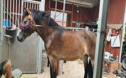Allround hästar till salu: Lovande Nordsvenskt sto för ridning och sällskap i Broby - Bild 3