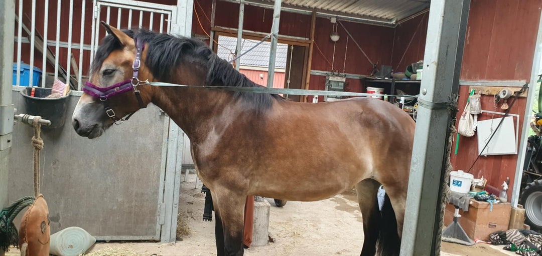 Allround hästar till salu: Lovande Nordsvenskt sto för ridning och sällskap i Broby - Bild 3