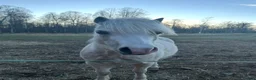  medryttarhäst finnes: Medryttare till sötaste B-ponny - Annons 1