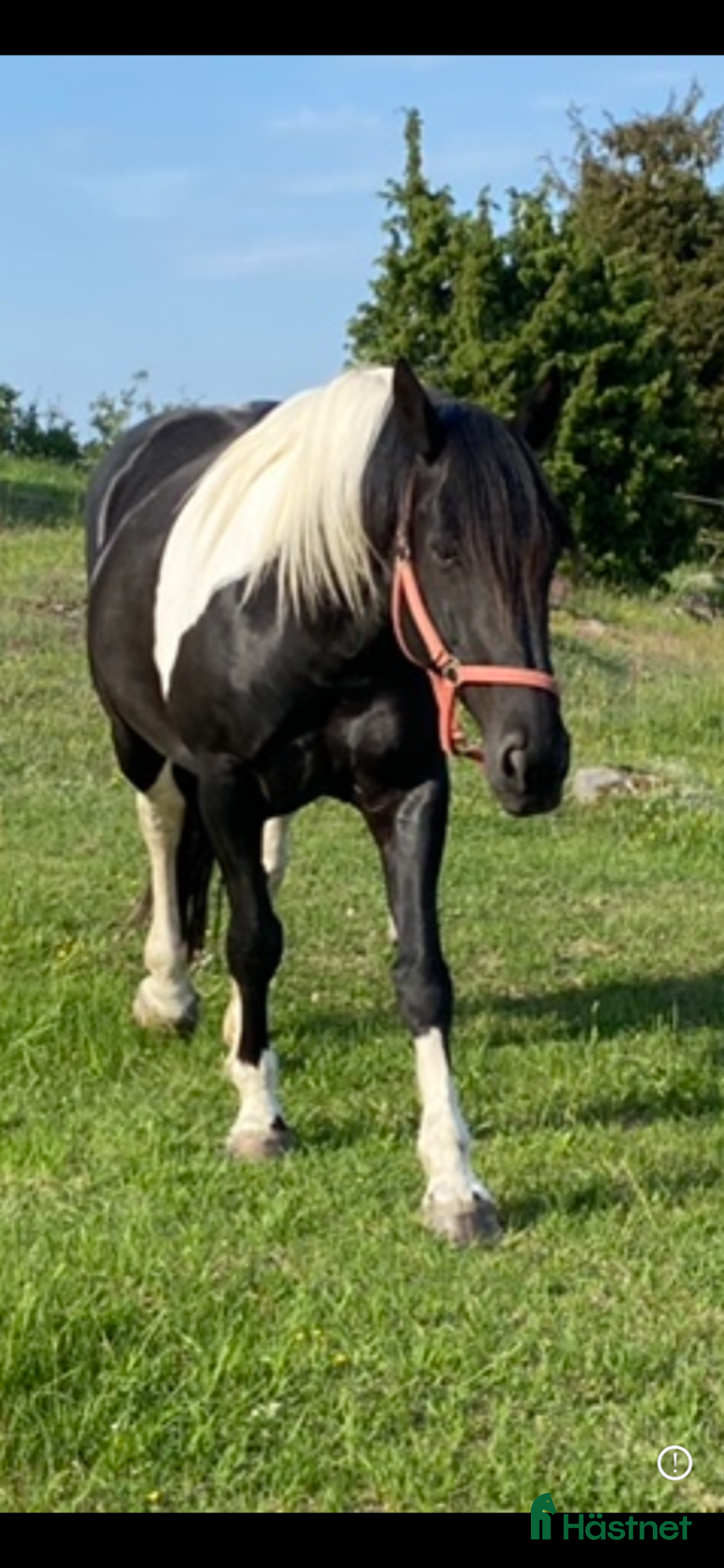 Working Equitation hästar till salu: Storhäst & 3 D ponny från Ridskola, Voltige, Para - Annons 5