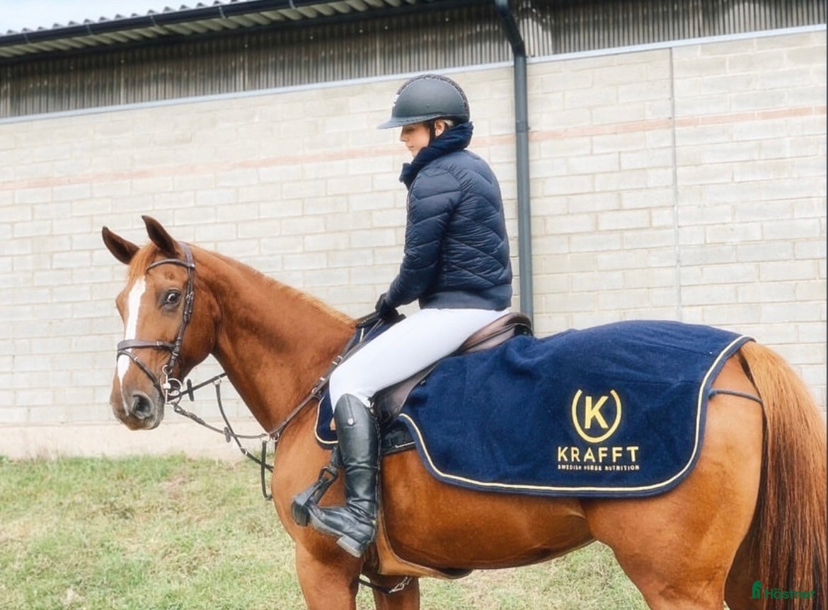  hästar Sto med fin stam säljes till varaktigt hem! - Annons 22