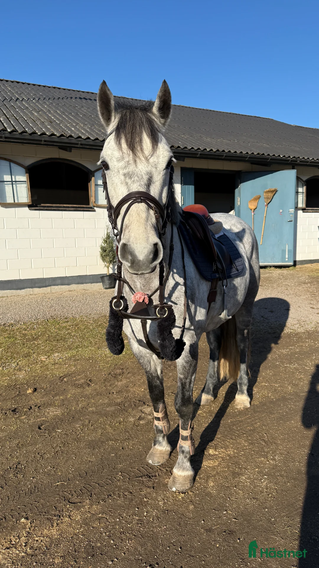 Hoppning hästar till salu: Kvalitetsponnyer och bästa vänner - Annons 2