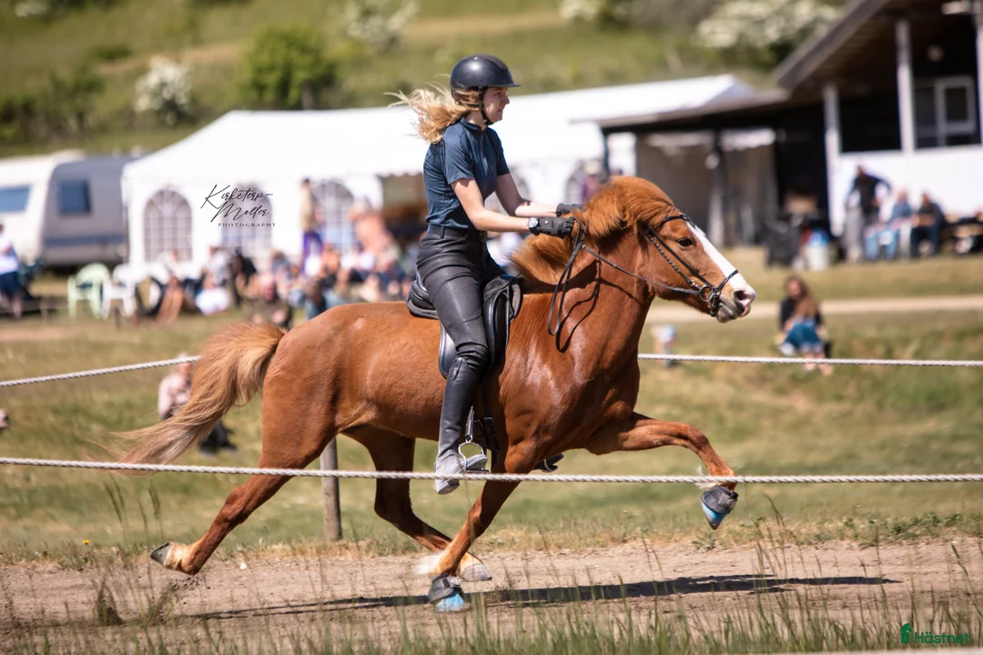 Island hästar till salu: Verdens gladeste hoppe der altid giver 100% - Annons 6