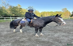 Allround hästar till salu: Maffig och regäl kille  i Sundsvall - Bild 1