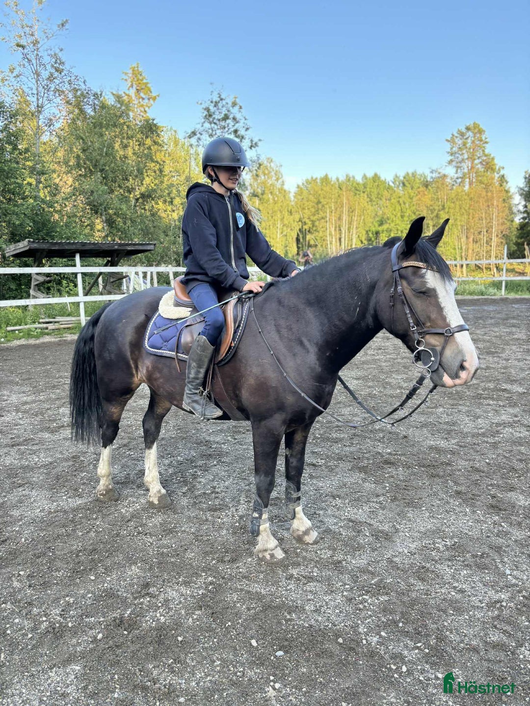 Allround hästar till salu: Maffig och regäl kille  i Sundsvall - Bild 1