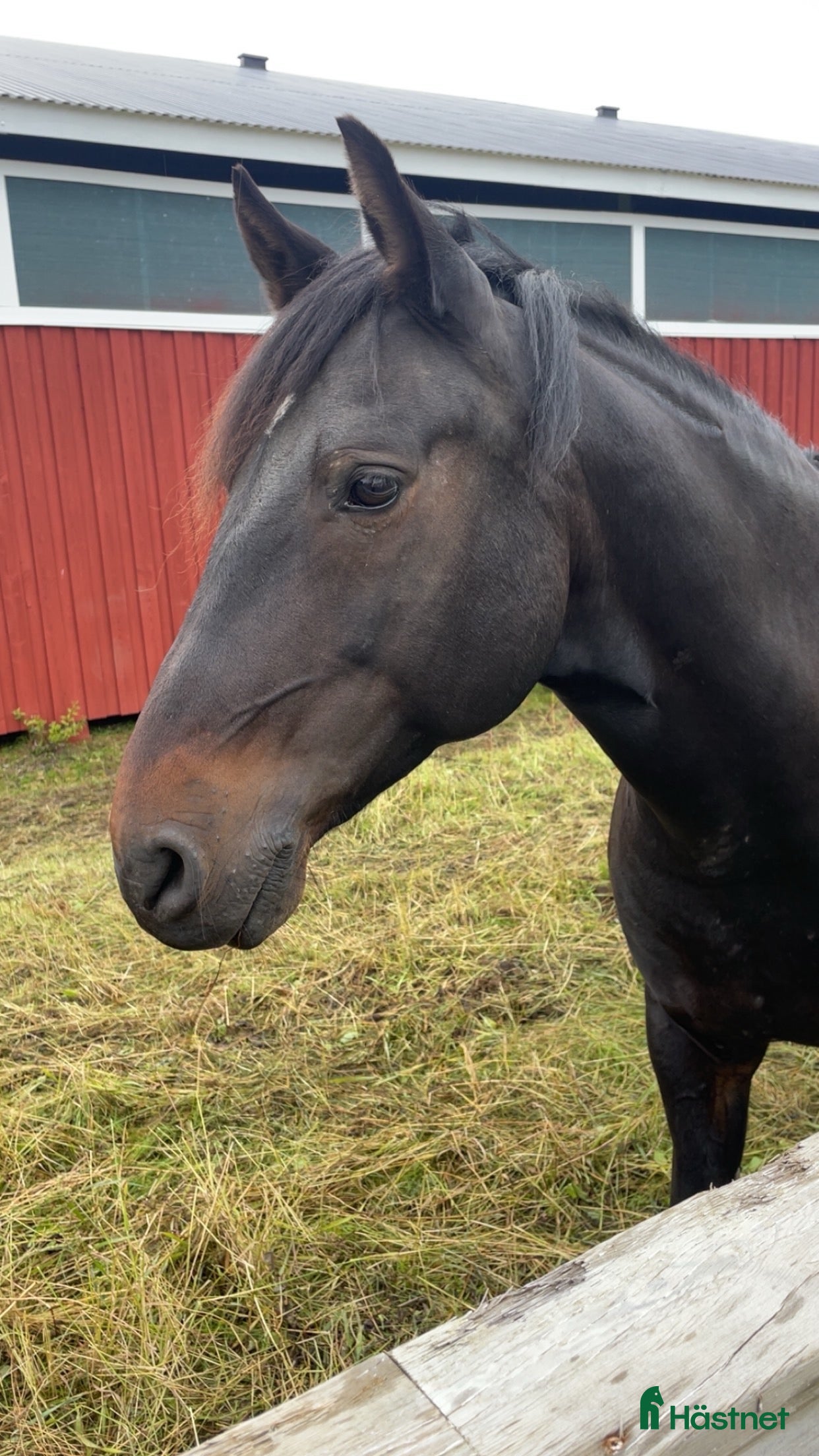  hästar En fantastiskt vänlig kille - Lättare projekt - Annons 7