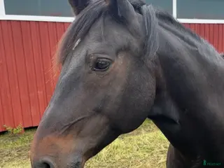 hästar En fantastiskt vänlig kille - Lättare projekt - Annons 7