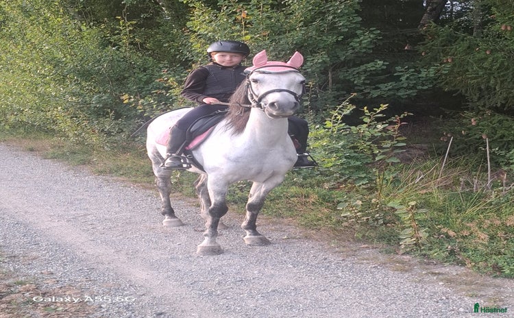  hästar i Hölö - Annons 6