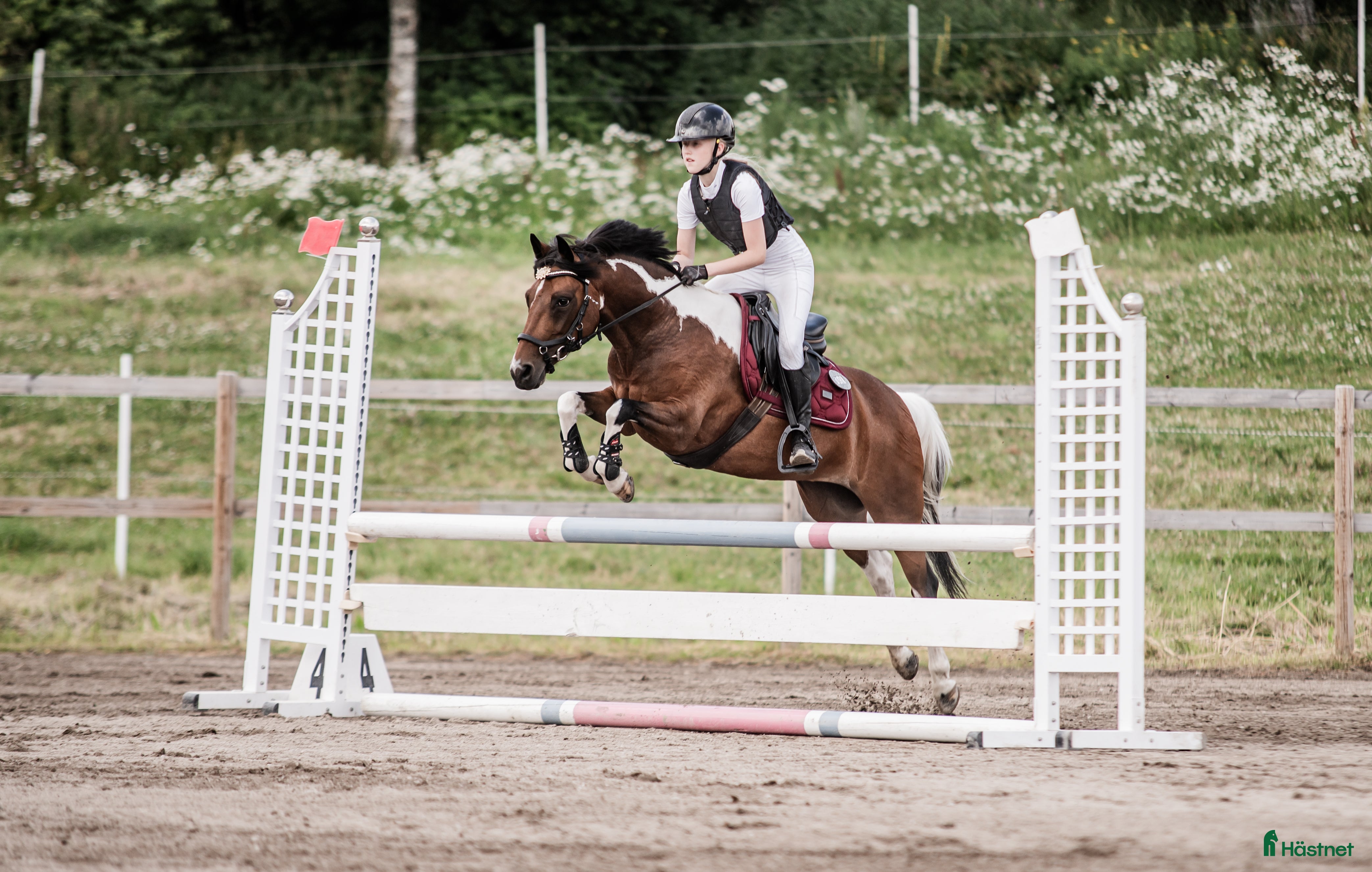  hästar Allroundponny med utstrålning🐴 - Annons 1