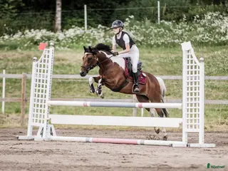 hästar Allroundponny med utstrålning🐴 - Annons 16