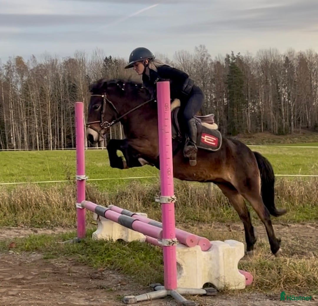 Allround hästar till salu: Gullig ponnyvalack i Västerfärnebo - Annons 1