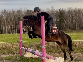 hästar Gullig ponnyvalack i Västerfärnebo - Annons 3