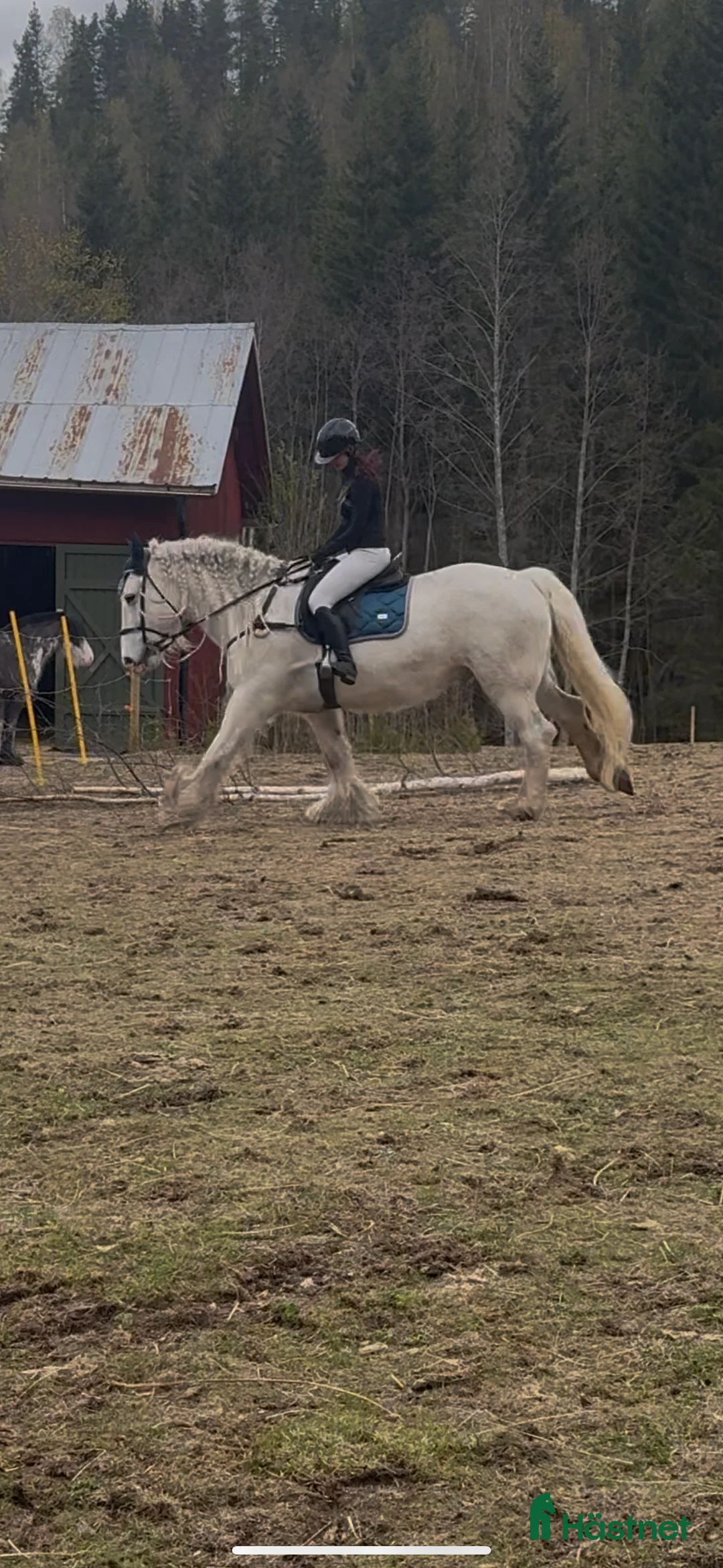 Allround hästar till salu: Vitt prins - Annons 16