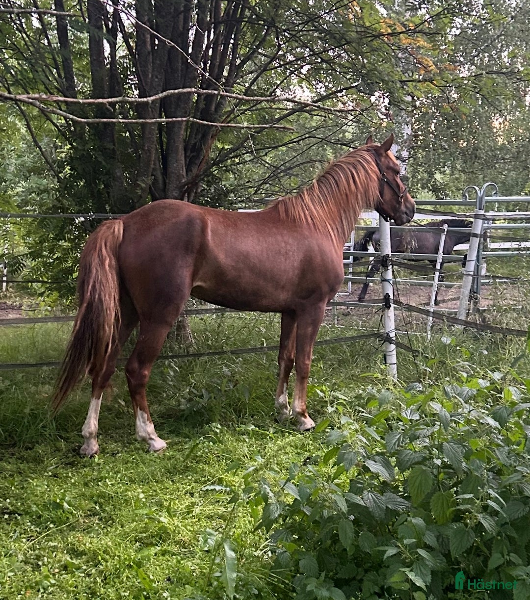 Trav hästar till salu: Treårigt kallblod i Skellefteå - Annons 3