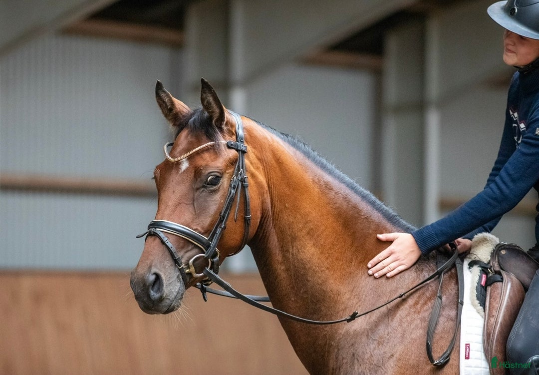 Dressyr hästar till salu: Fin unghest med kvalitet i Sulsted - Annons 2