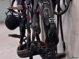 Körselar körning till salu: Maraton sele - Annons 1