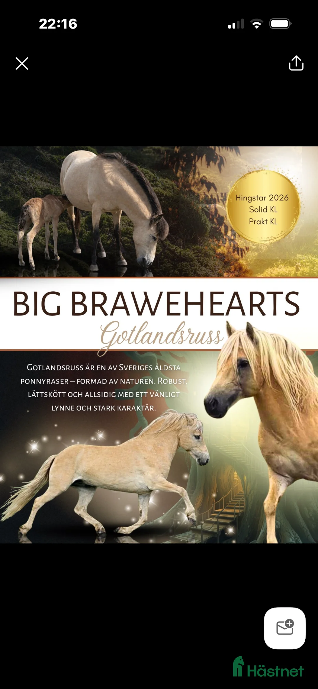 Allround hästar till salu: Gotlandsruss & Shetland - Annons 5