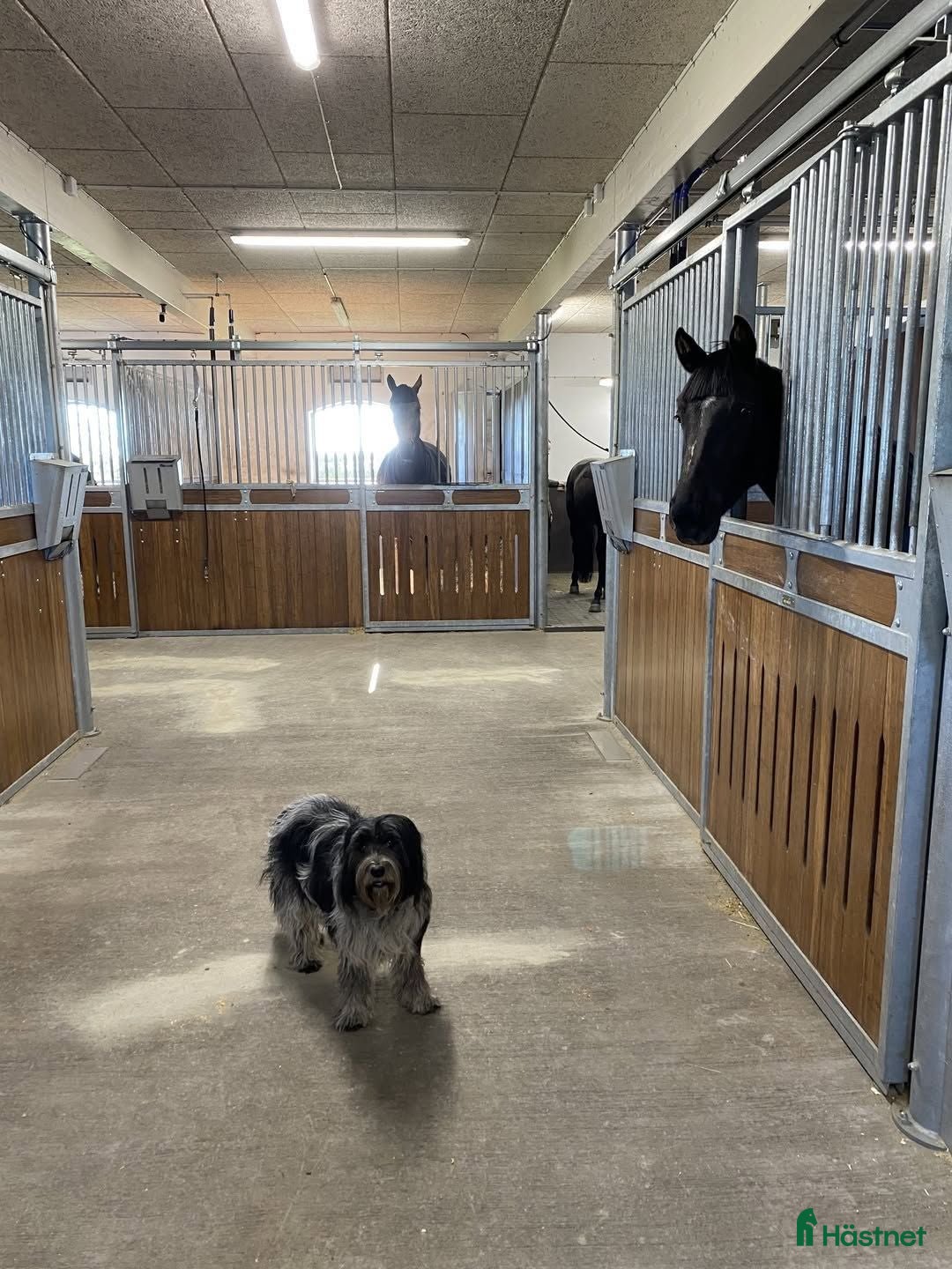  stallplats Boxplats Höllviken - Annons 12