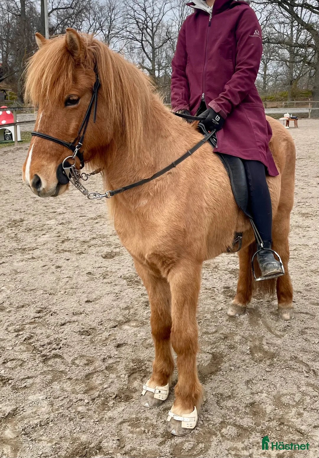 Island hästar till salu: Fantastiskt avelssto! - Annons 14