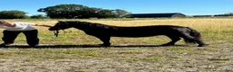 Övrigt hästar till salu: Shetlandsponny sto - Annons 4