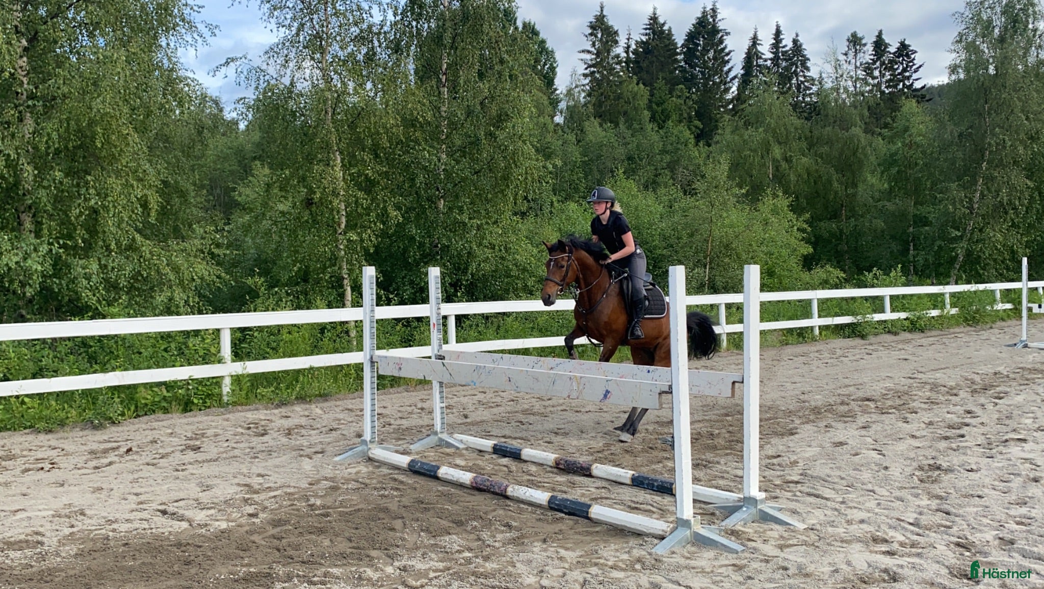 Hoppning hästar till salu: D-ponny till rutinerad ryttare - Annons 1
