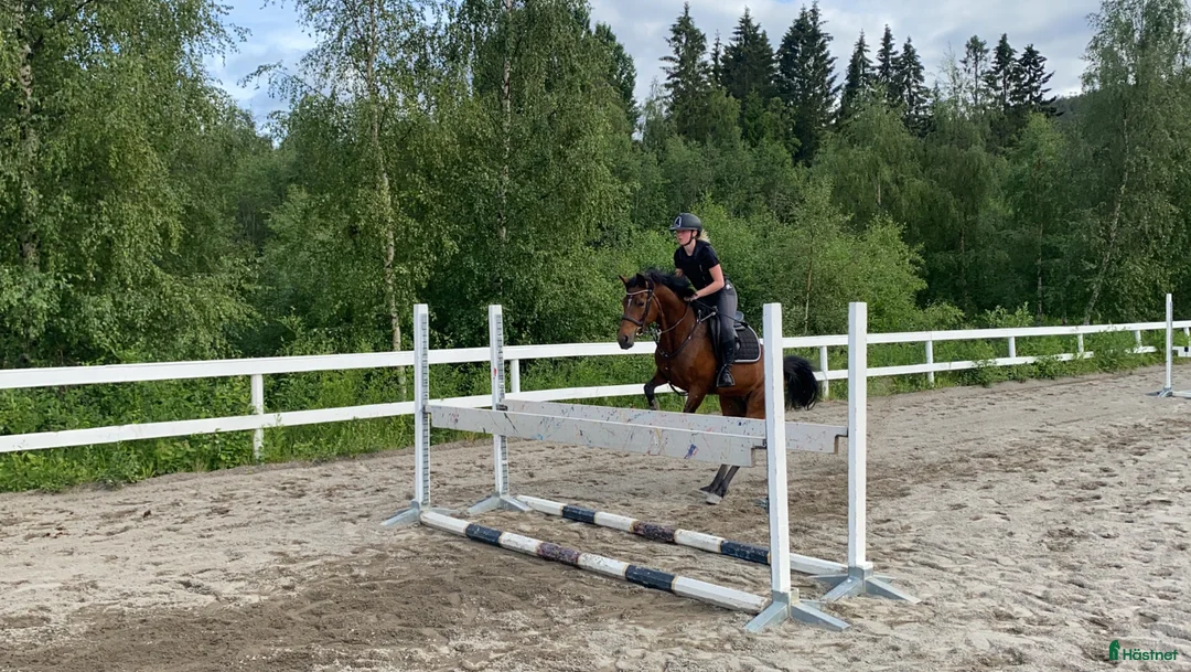 Hoppning hästar till salu: D-ponny till rutinerad ryttare i Domsjö - Annons 1