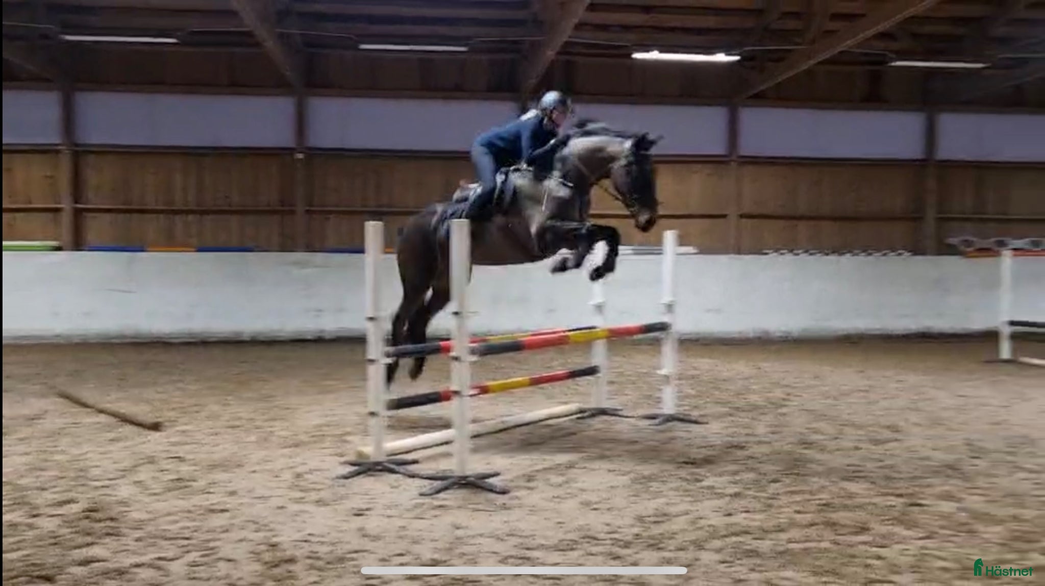  hästar Ville söker nytt hem 🌼 - Annons 17