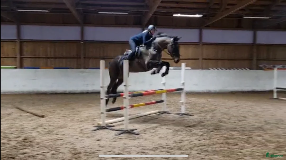 Allround hästar till salu: Ville söker nytt hem 🌼 - Annons 1