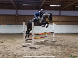 hästar Ville söker nytt hem 🌼 - Annons 18