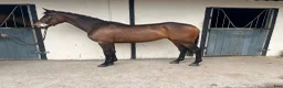 Hoppning hästar till salu: Attyrory Horses - Annons 16
