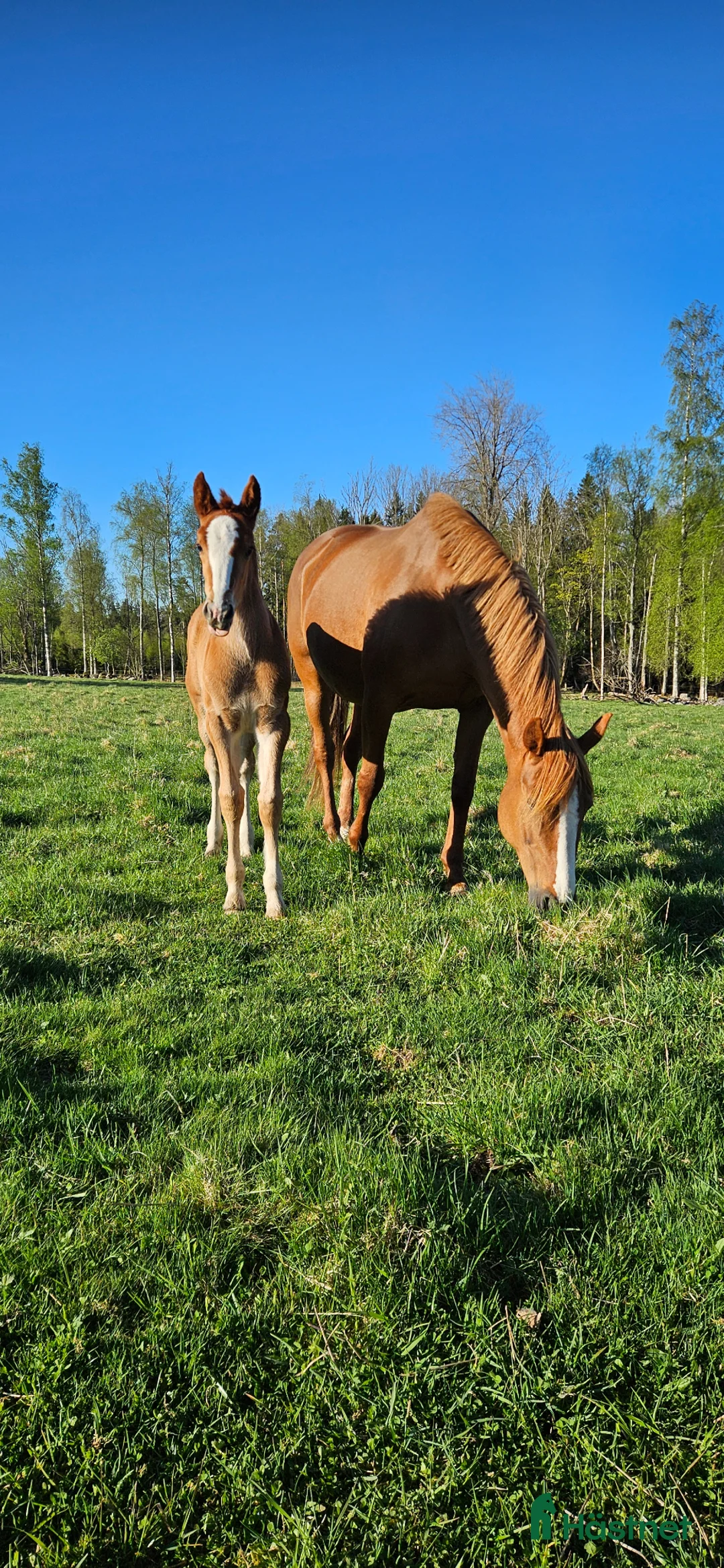 Allround hästar till salu: Superfina Cassandra irishcob/vbl - Annons 3