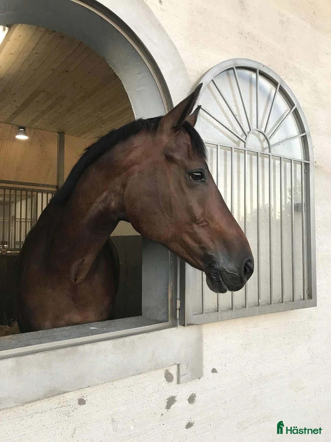 Dressyr hästar till salu: Trogen läromästare  i Genarp - Annons 1