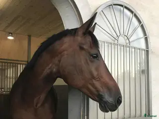 hästar Trogen läromästare i Genarp - Annons 12