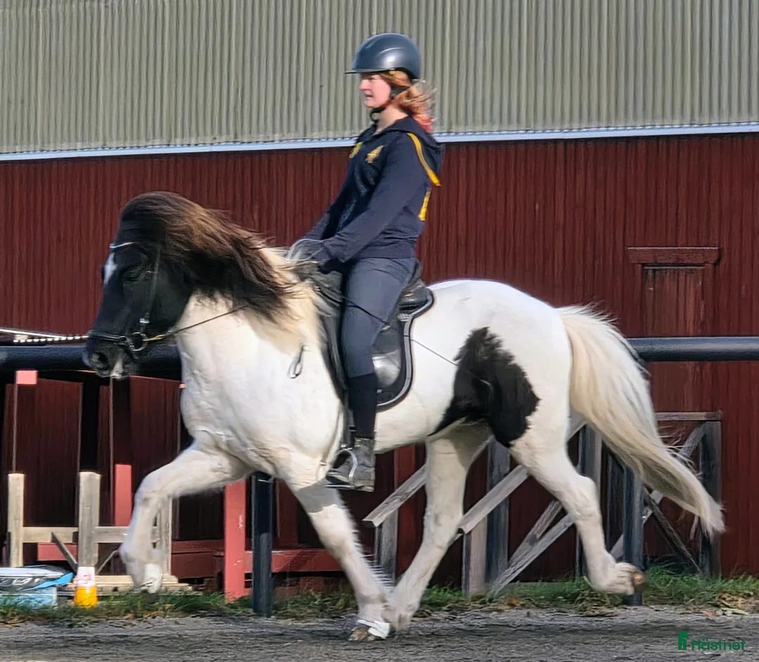 Island hästar till salu: Jupiter från Ishant i Skänninge - Annons 2