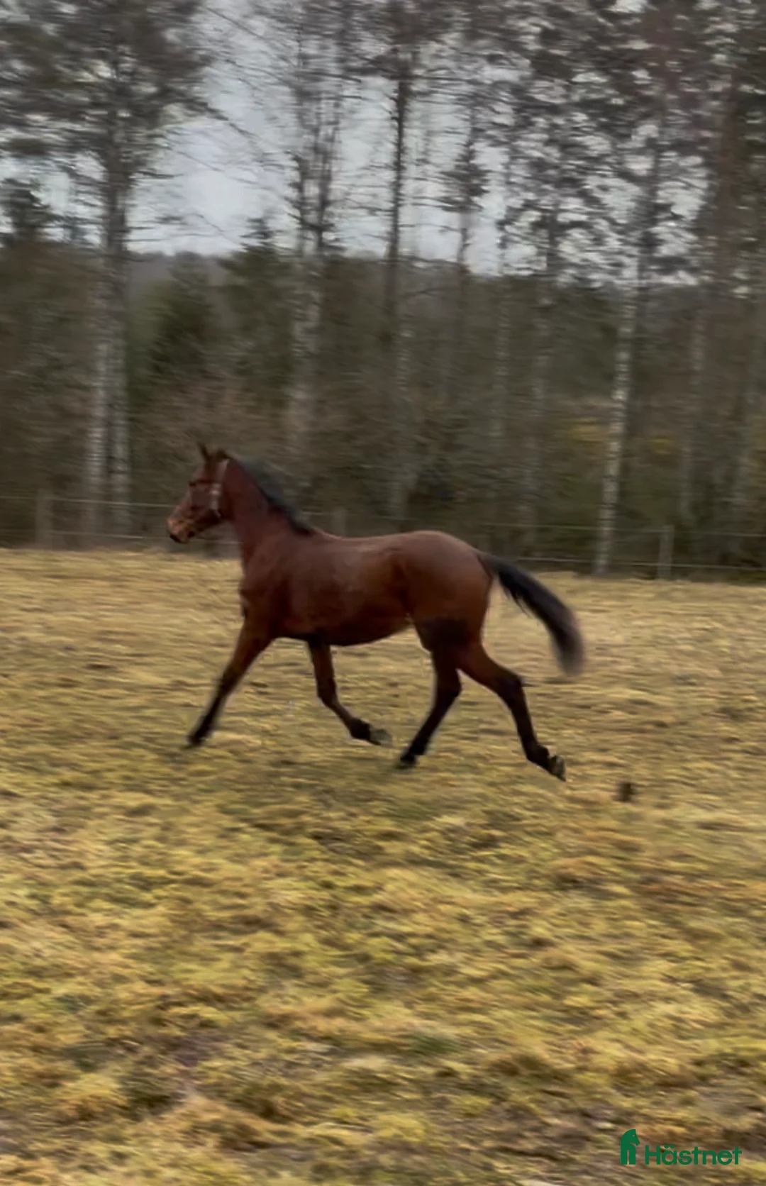 Allround hästar till salu: Häst utöver det vanliga  - Annons 2