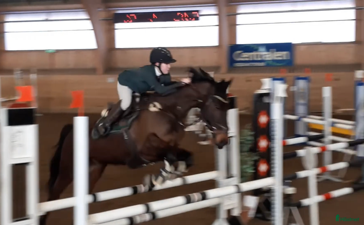  hästar Supersnäll bästa kompis i Trollhättan - Annons 3