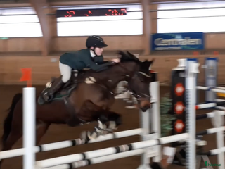 hästar i Trollhättan - Annons 15