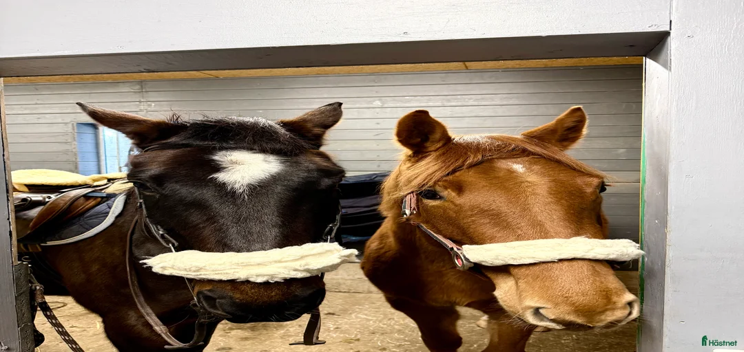 Galleribild {{count}}