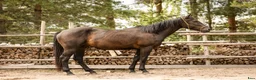 Western hästar till salu: Quarter horse, valack, 3år - Annons 6
