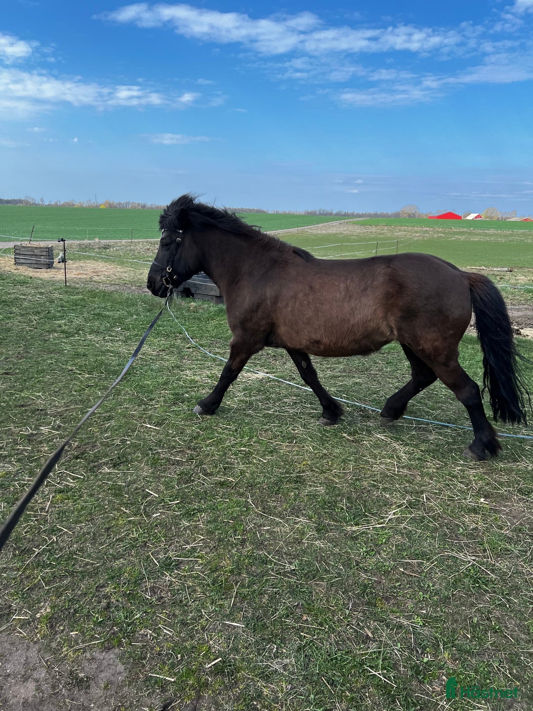Allround hästar till salu: Svart islandssto i Mellbystrand - Annons 3