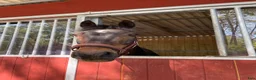  stallplats finnes: Stallplats i Täby i Täby - Annons 17