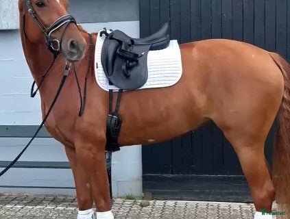  hästar Dressyr Toppstam – rittbar, uttrycksfull, mekanisk i Helsinge kommun - Annons 4