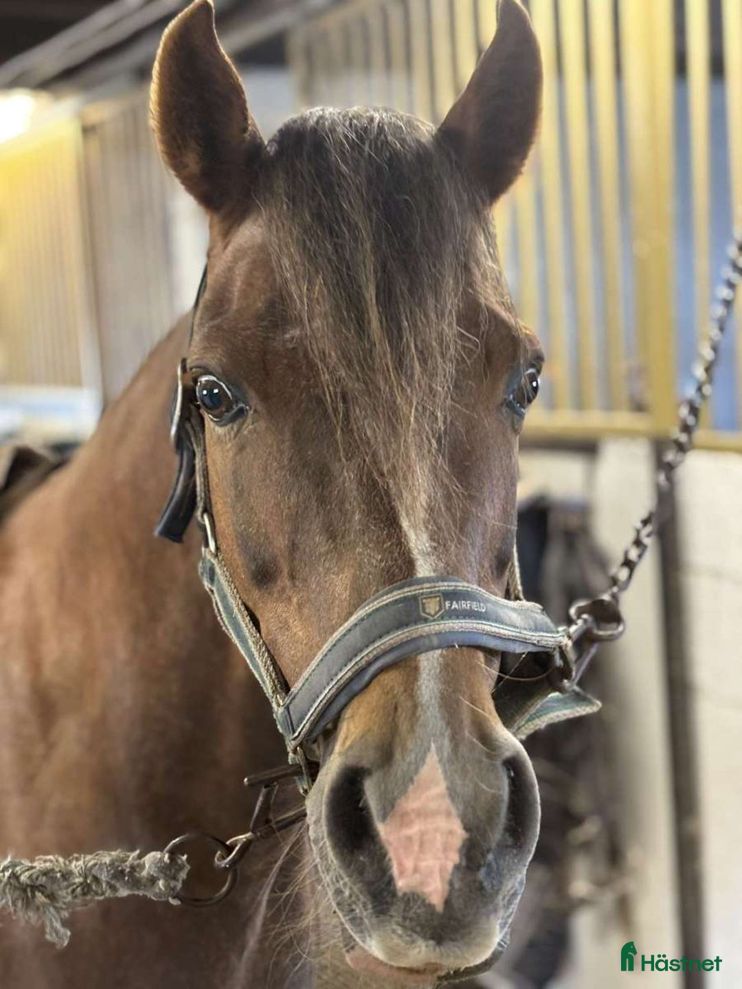 Allround hästar till salu: C-ponny till salu   i Billesholm - Annons 1