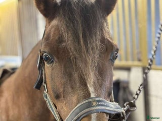 Allround hästar till salu: C-ponny till salu i Billesholm - Annons 1